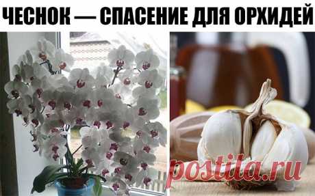 ЧЕСНОК — СПАСЕНИЕ ДЛЯ ОРХИДЕЙ! ЧЕРЕЗ МЕСЯЦ МОЙ ФАЛЕНОПСИС ВЫПУСТИЛ НЕСКОЛЬКО…

О пользе чеснока для человеческого организма знает даже школьник. Но не все обладатели эпифитных орхидей знают, что это луковичное растение может весьма положительно влиять на рост их зеленых питомцев. В частности, чеснок помогает стимулировать пышное цветение фаленопсиса

Чтобы добиться подобного эффекта, наша редакция советует любимым читателям приготовить особую смесь из чесночного мякиша, во...