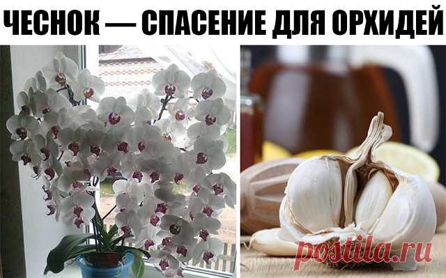ЧЕСНОК — СПАСЕНИЕ ДЛЯ ОРХИДЕЙ! ЧЕРЕЗ МЕСЯЦ МОЙ ФАЛЕНОПСИС ВЫПУСТИЛ НЕСКОЛЬКО…

О пользе чеснока для человеческого организма знает даже школьник. Но не все обладатели эпифитных орхидей знают, что это луковичное растение может весьма положительно влиять на рост их зеленых питомцев. В частности, чеснок помогает стимулировать пышное цветение фаленопсиса

Чтобы добиться подобного эффекта, наша редакция советует любимым читателям приготовить особую смесь из чесночного мякиша, во...