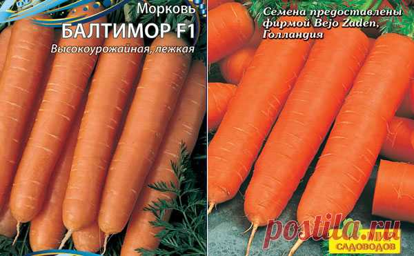 Морковь Балтимор: описание сорта, фото, отзывы, характеристика, достоинства и недостатки, особенности выращивания, урожайность