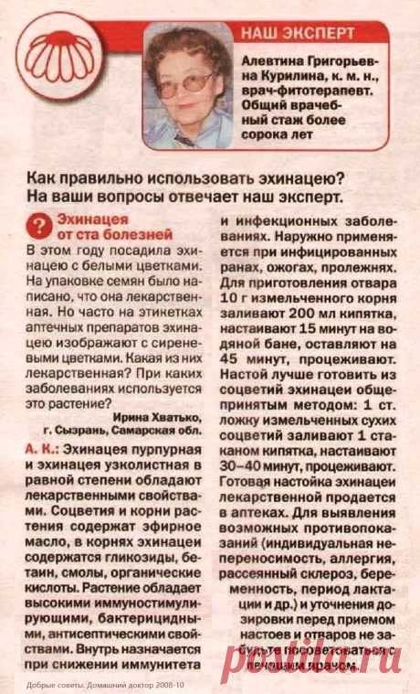 Эхинацея - как правильно использовать