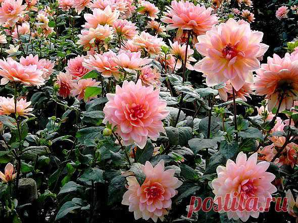 Идут мои дожди.Июльские.Шальные.
Сверкает небосвод от горечи потерь.
И августа дары-атласные,льняные,
Щедротами любви откроют в осень дверь.

Откроют,не спеша,и в сини небосвода,
И в зелени листвы -опять всё  тот же сон.
Прощанье.До весны.И хлябь.И непогода.
И тот,кто был в тебя,так искренне влюблён.

Осенний звездопад.Холодное молчанье.
Последнее "прости".Усталость.И недуг.
И раною. Рубцом -свиданье и признанье.
Июльские дожди...И твой далёкий друг.