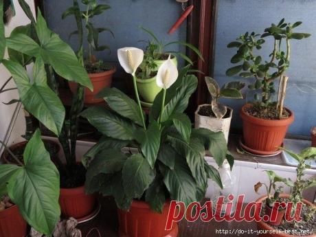 10 натуральных удобрений для домашних цветов