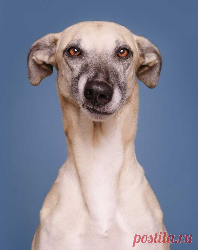 О чем думает ваша собака? Фотограф Эльке Фогельсанг (Elke Vogelsang) — Фотоискусство