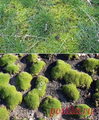 Мох на газоне: как и чем вывести, профилактические меры от появления
Ничто так не радует дачника, как красивая зеленая лужайка, после серых зимних будней. Однако по весне на газоне можно обнаружить бурые и коричневые наросты. Восстановить запущенный газон невозможно, а мох и лишайник могут перекинуться на деревья. Наш материал подскажет, как быстро найти и устранить причину заражения.