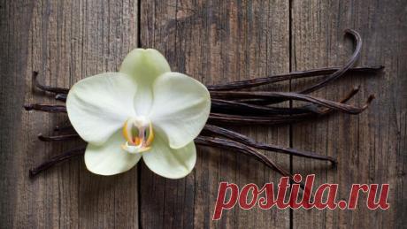 Что такое ваниль? | Еда и кулинария  //  Ваниль – одна из самых известных, но и самых дорогих пряностей в мире. Как, спросите вы, ведь на любом базаре ее можно купить за копейки. Увы, то, что вы купили на базаре – это не ваниль, а ванилин. Ваниль – это темно-коричневые стручки, скрученные в палочки длиной 10-20 сантиметров, эластичные и маслянистые на ощупь.