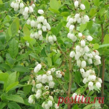 Голубика на садовом участке — 6 соток