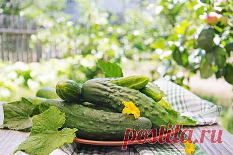 Как быстро приготовить вкусные домашние роллы из огурцов