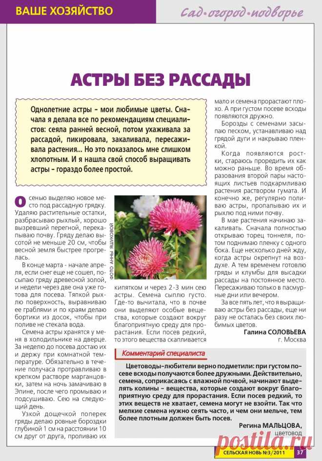 Астры без рассады