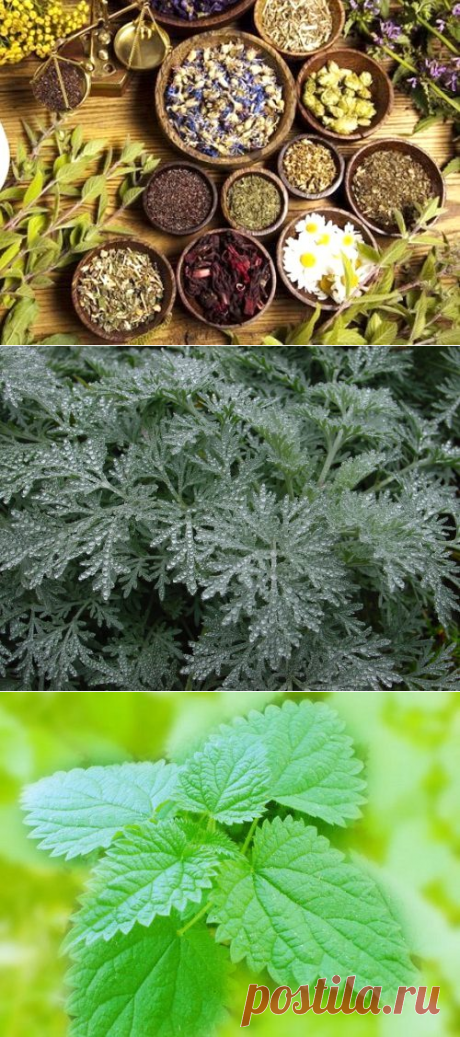 Растения, привлекающие удачу и защищающие от бед / Мистика