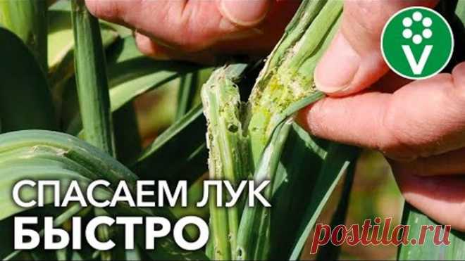 ЛУКОВАЯ МУХА ИСЧЕЗНЕТ ЧЕРЕЗ 20 МИНУТ ПОСЛЕ ОБРАБОТКИ!