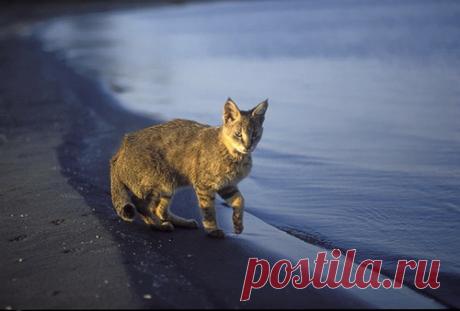 Камышовый кот (Felis chaus) 12 фото - Блог о Кошках Британской Породы