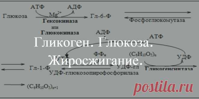 Гликоген. Глюкоза. Жиросжигание.
Как связаны между собой Гликоген, глюкоза и процесс сжигания жира в нашем организме?