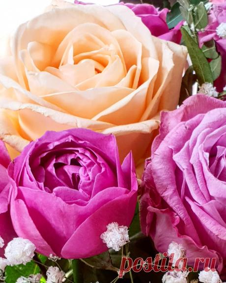 Влияние аромата розы на человека Medch.ru — сайт для женщин о красоте, моде, здоровье и отношениях Все о здоровом организме, эффективных тренировках и правильном питании, советы по обустройству дома и сада, ведению бюджета и домашнему хозяйству, бьюти-советы.