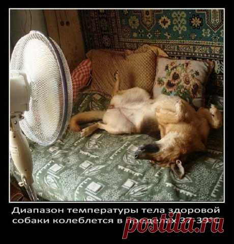 о собаках