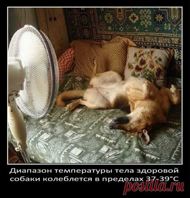 о собаках