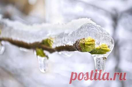 Листаем народный календарь: третья неделя февраля / календарь садовода-огородника / 7dach.ru