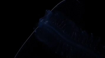 Cat GIF Central: Смешные животные GIF