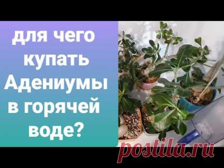 ДЛЯ ЧЕГО НАДО КУПАТЬ АДЕНИУМЫ В ГОРЯЧЕЙ ВОДЕ? КАК ЧАСТО?