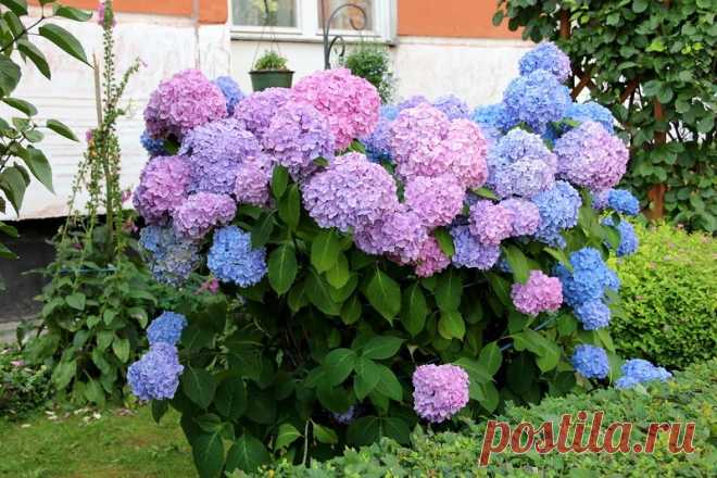 Великолепная гортензия. Выращивание