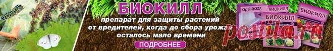 Пятна на листьях огурцов – из-за чего появляются, что делать и чем лечить | Огурцы (Огород.ru)