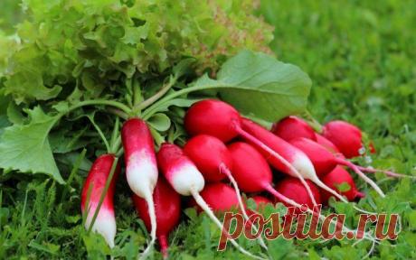 Чем подкормить редиску для быстрого роста корнеплода? Если мы слышим «редиска», то сразу вспоминаем «Джентльменов удачи». Но в этой статье речь пойдет не о «плохом человеке», а о вкусном и полезном растении, которое есть у каждого третьего садовода на да...