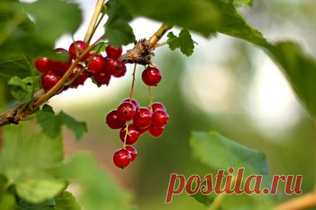 7 способов погубить смородину