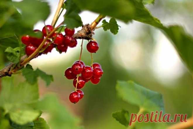 7 способов погубить смородину
