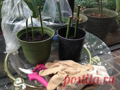 Размножение роз черенками осенью: подробная инструкция для начинающих