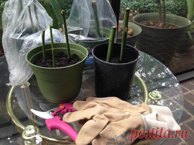 Размножение роз черенками осенью: подробная инструкция для начинающих