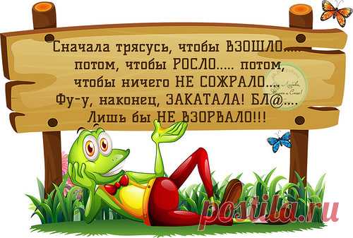 Рассада