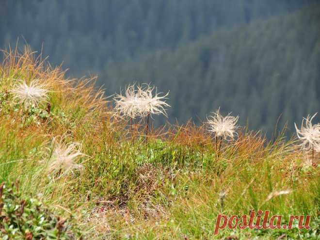 💚Сон білий (Pulsatilla alba Reichenb.) не перестає бути красивим і опісля цвітіння...