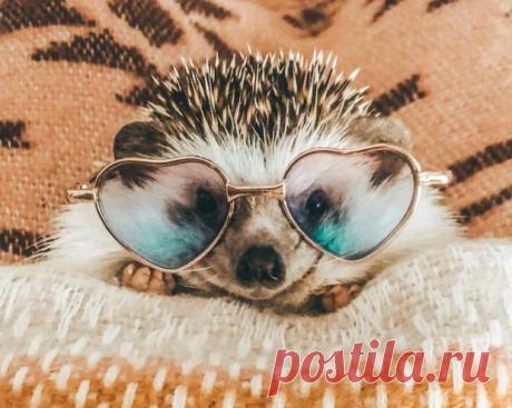 Милые фото очаровательного ежа Херби с 1,9 млн подписчиков в Инстаграм