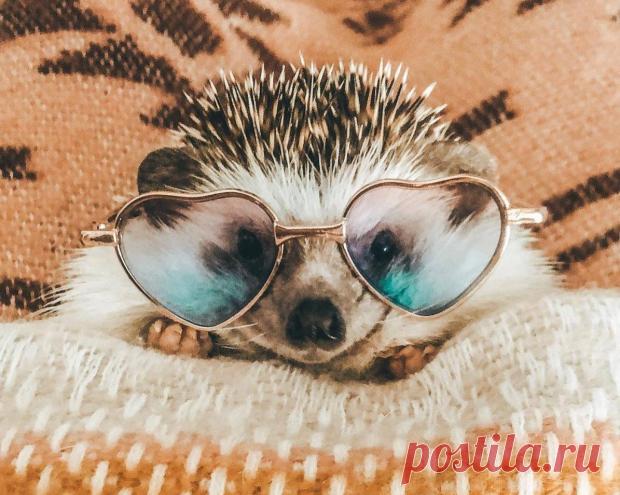 Милые фото очаровательного ежа Херби с 1,9 млн подписчиков в Инстаграм