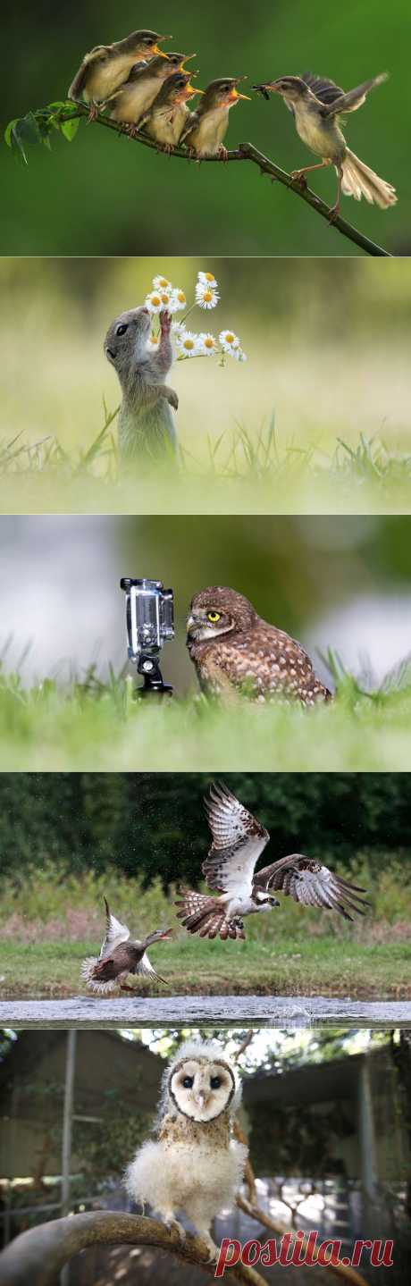 Животные в фотографиях | ФОТО НОВОСТИ