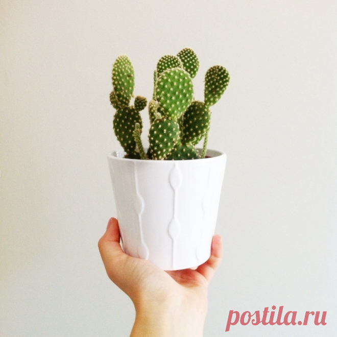 Подарить кактус девушке что означает Интересные идеи оригинальных подарков к праздникам и другим памятным событиям на сайте 