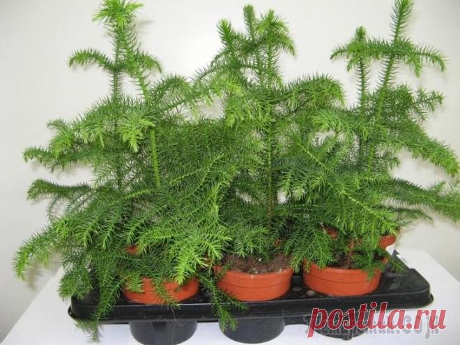 Уход за домашними хвойными растениями