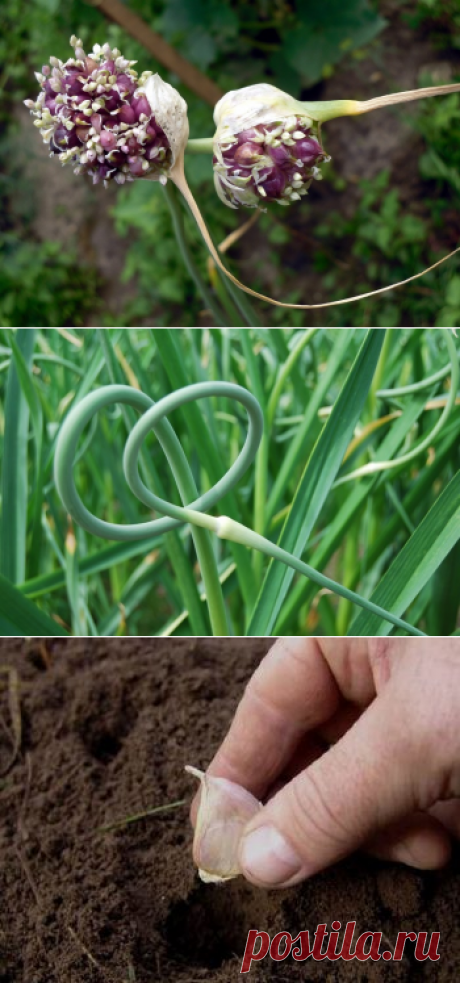 Размножение чеснока: методы размножения чеснока, выращивание чеснока