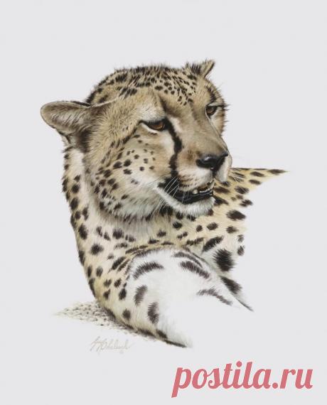 Кошачьи портреты Гая Коэлича - Искусство животных Гая Коэлича