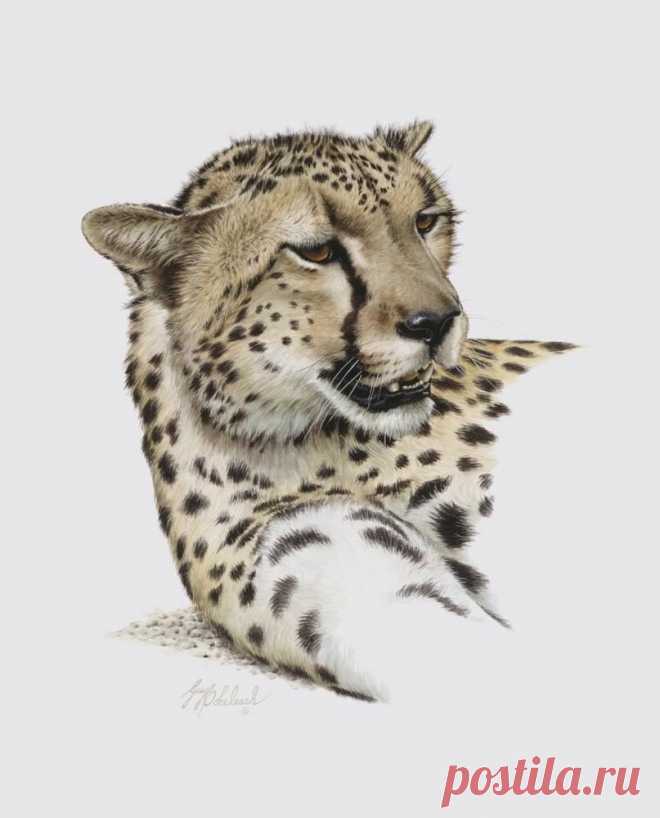 Кошачьи портреты Гая Коэлича - Искусство животных Гая Коэлича