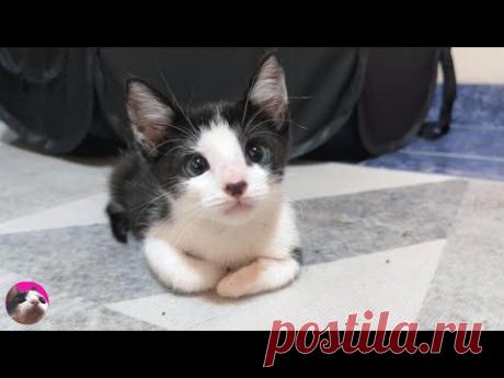 Спасенный котенок, чрезмерно обеспокоенный стерилизацией местной кошки, ведет себя неожиданно