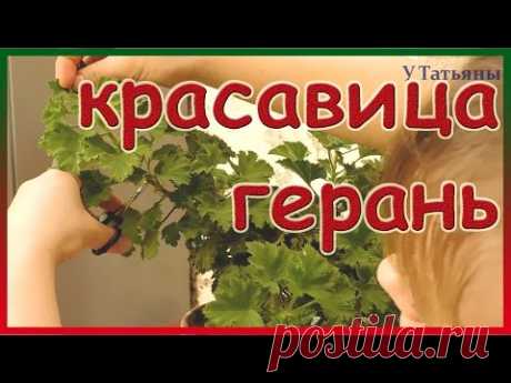 Правильный уход за геранью. Герань королевская. Королевская пеларгония.