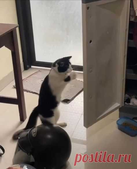 🥊 Кот-боксёр