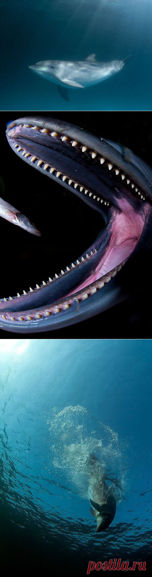 Удивительный проект "Быть дельфином" / Всё самое лучшее из интернета