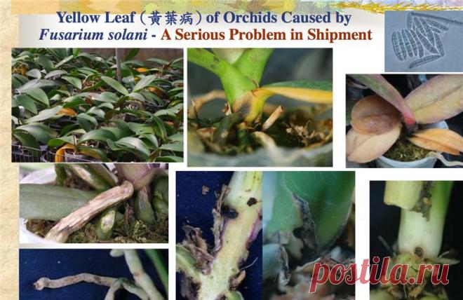 Трахеомикозы – сосудистые увядания - Страница 4 - Форум