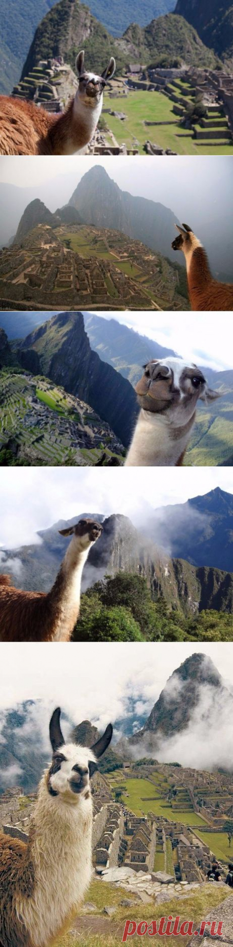 Селфи лам на Мачу-Пикчу