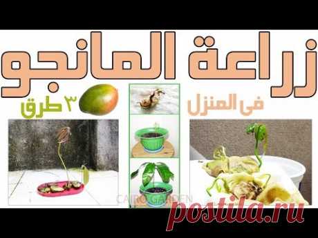 (1) افضل و اسهل ٣ طرق لزراعة المانجو فى المنزل - بعد مشاهدة الفيديو مش ها ترمى بذرة المانجة تانى ابدا - YouTube