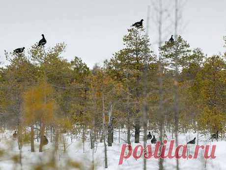 Ток у тетеревов!.