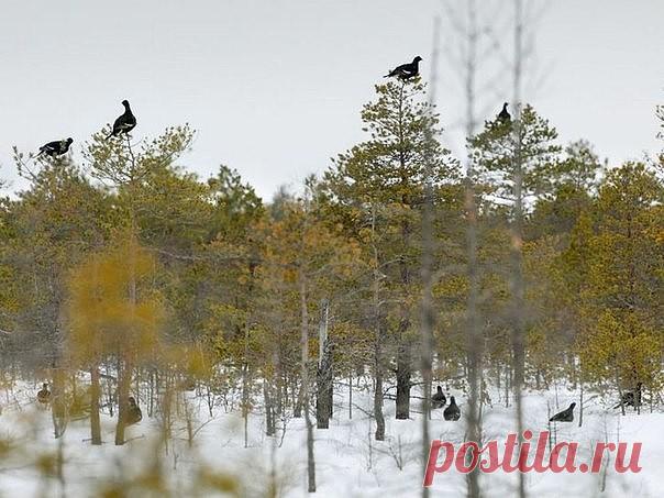 Ток у тетеревов!.