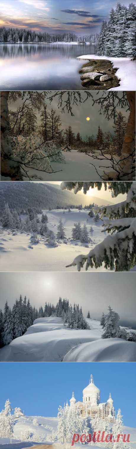 Сказка зимнего леса