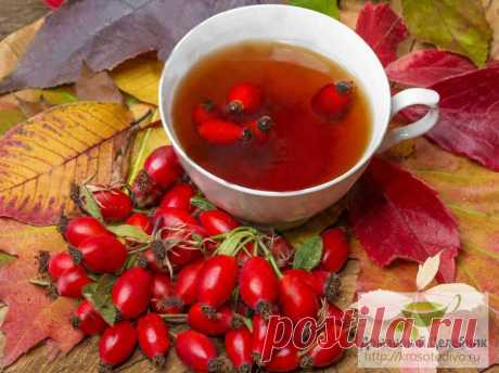 Лечение печени шиповником: просто и эффективно! - tolkovkysno.ru